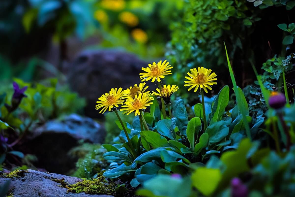 Pissenlit : Bienfaits, Utilisation et Effets Secondaires